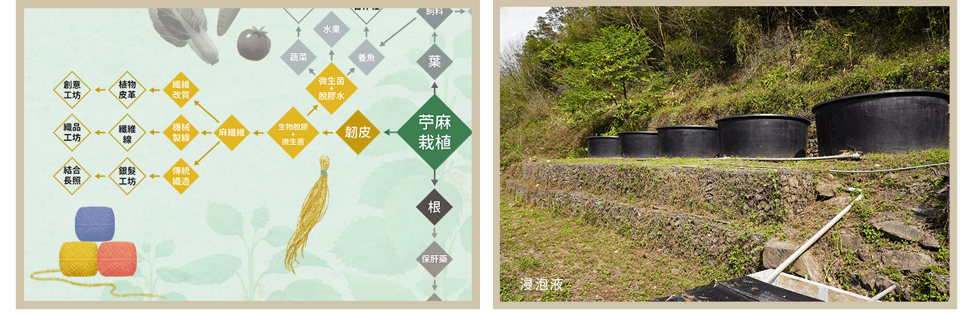 黃色 苧麻「韌皮」的應用